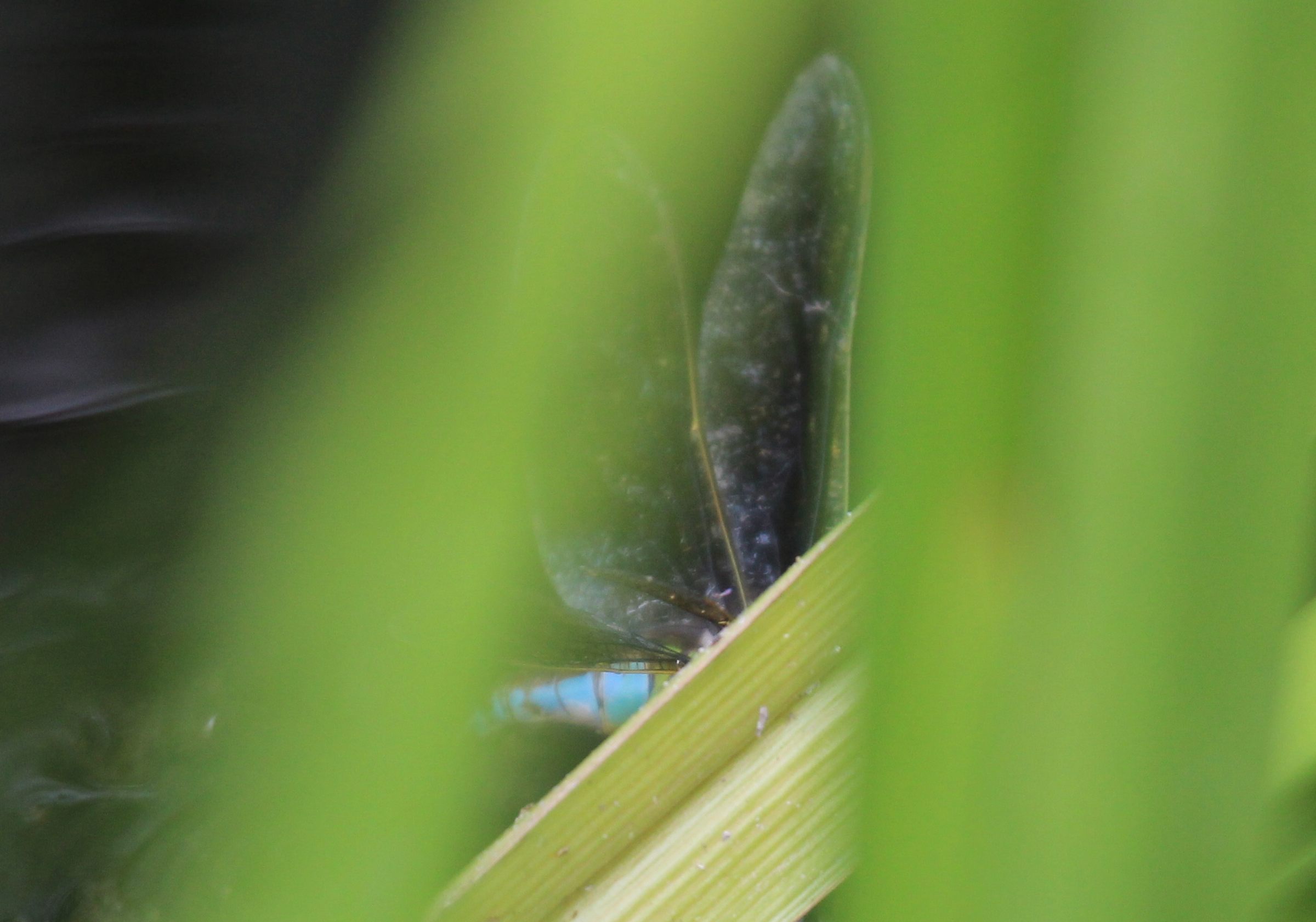 femmina androcroma di Anax imperator
